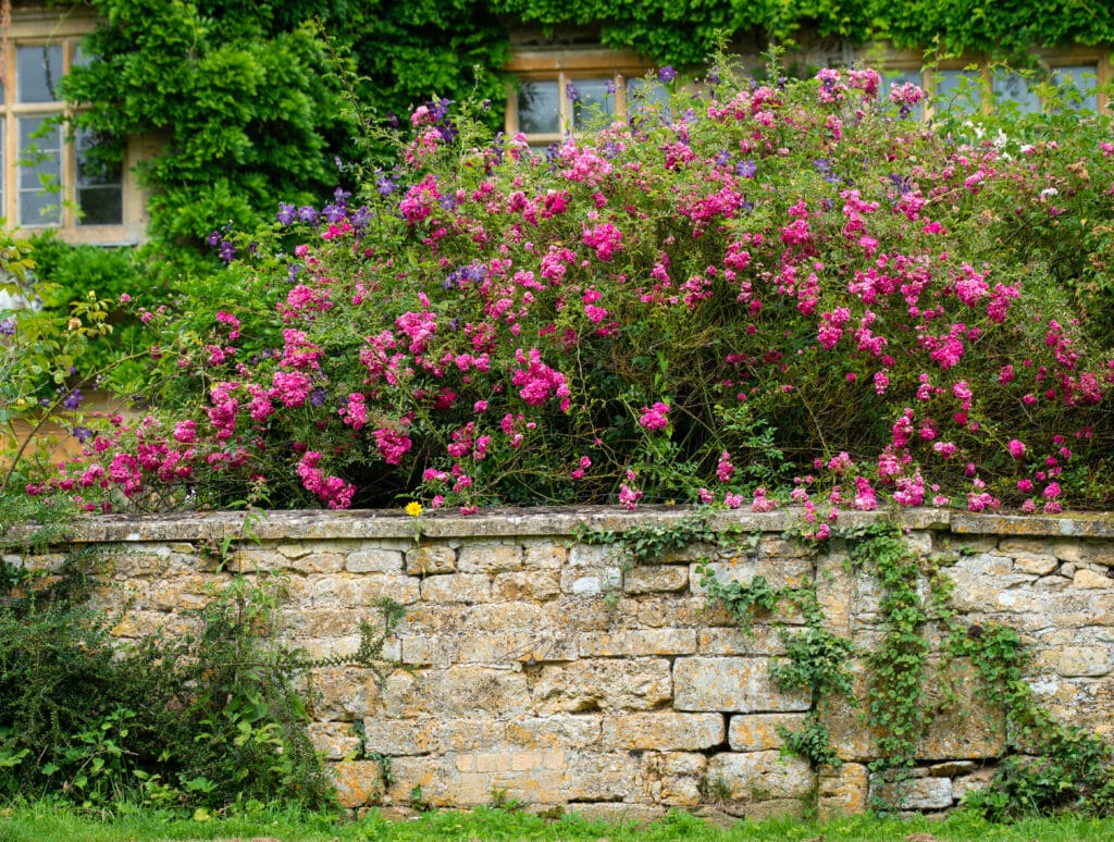 A lush garden with vibrant pink and purple flowers spills over a rustic stone wall. The backdrop features a building partially draped in green vines, with visible windows. This enchanting scene offers a taste of luxury travel in the charming atmosphere of a country cottage. David Pearson Travel