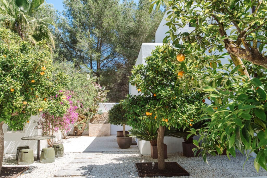 A serene garden with lush orange trees laden with fruit, surrounded by vibrant pink flowers and potted plants, offers a luxury travel experience. White walls peek through on the right, and a small round table with stools is nestled in the gravel-covered courtyard. David Pearson Travel