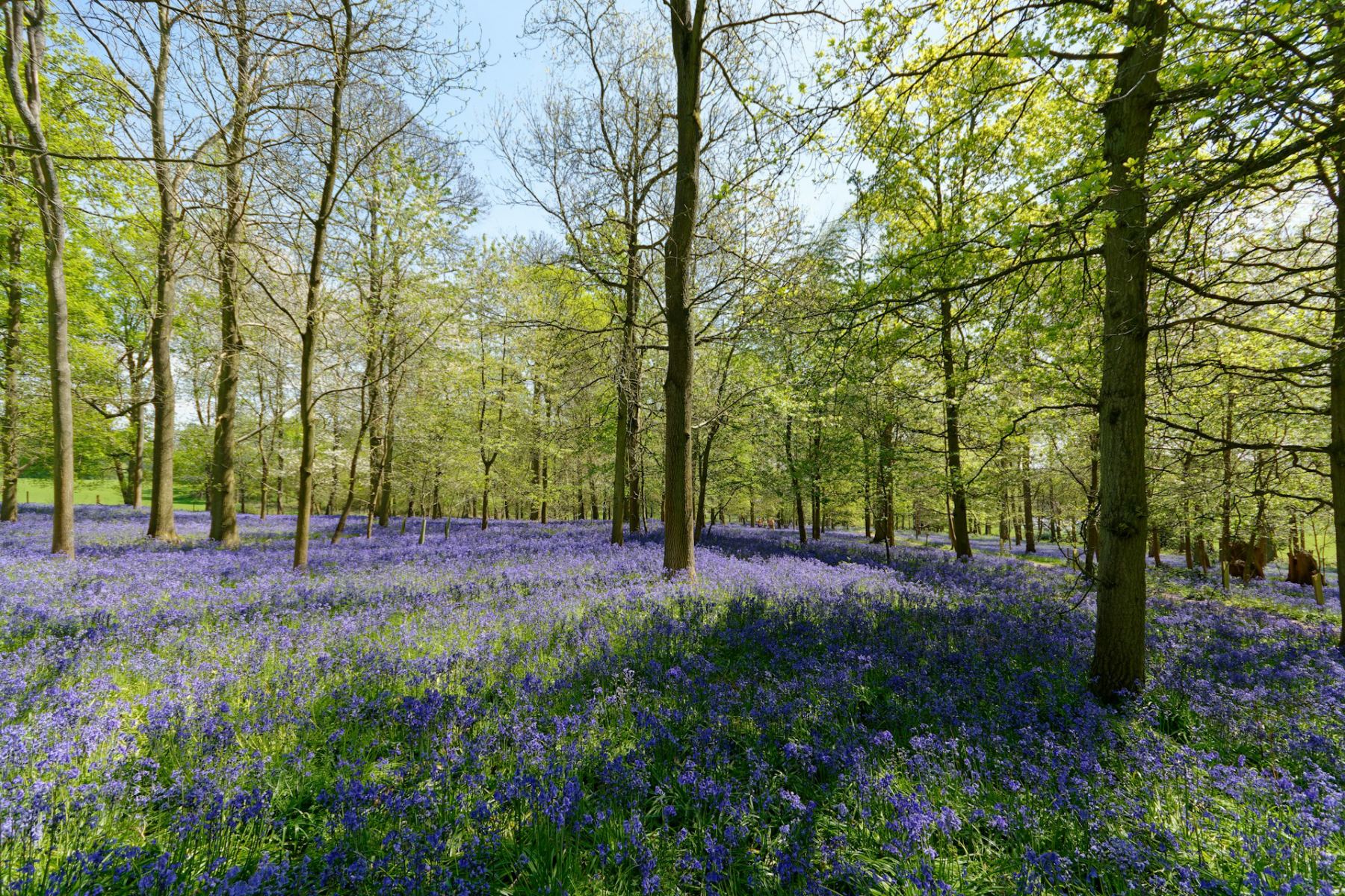 lavender fields in the costwolds