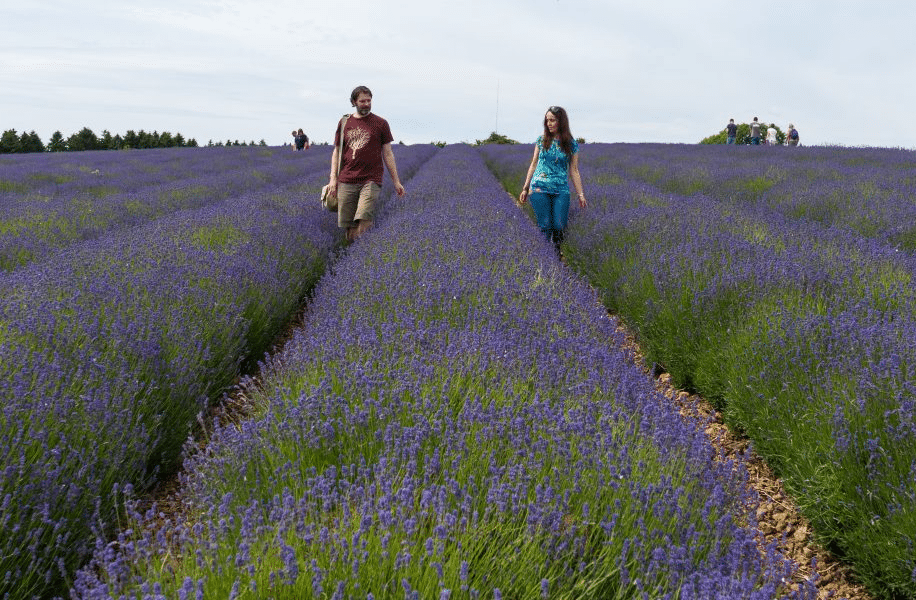 cotswolds way lavender field