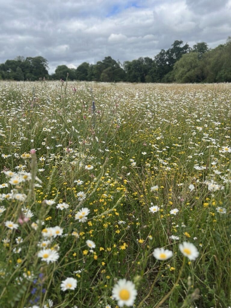 A wide field of wildflowers, mostly white daisies and yellow blooms, stretches into the distance under a cloudy sky, with trees lining the horizon in the background. David Pearson Travel